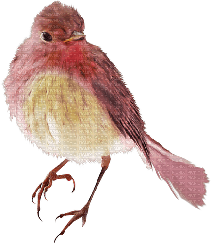 Птица - 免费PNG
