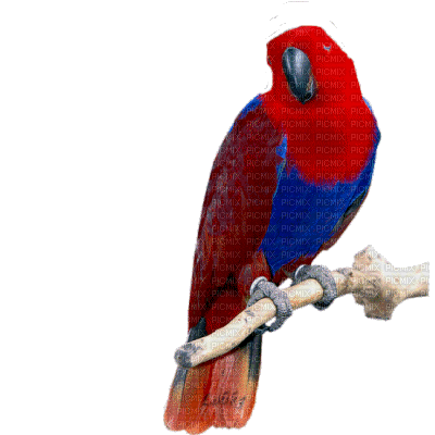 Hallo, Papagei - Ücretsiz animasyonlu GIF