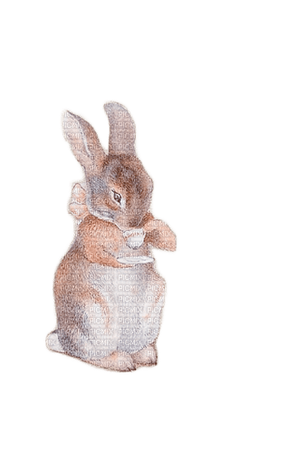 hase rabbit milla1959 - ücretsiz png