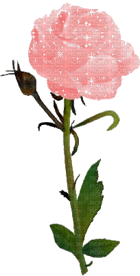 rosemab - Ilmainen animoitu GIF