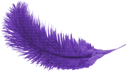 purple feather - PNG gratuit