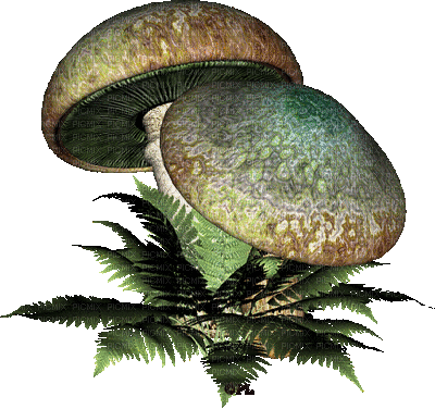 Cogumelos - Gratis animeret GIF