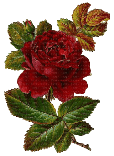Vintage, Rose, rot - Gratis geanimeerde GIF