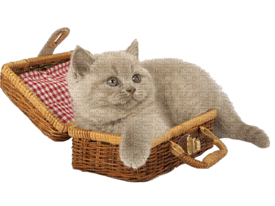 cat chat katze animal tube deco sweet - png grátis