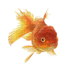 fish - darmowe png