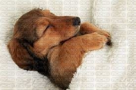 schlafender Hund - zdarma png