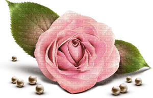 rose bille - PNG gratuit