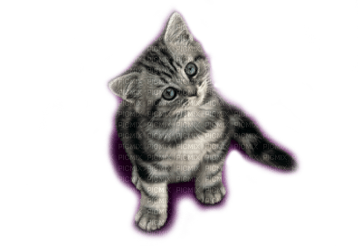 gato by EstrellaCristal - besplatni png
