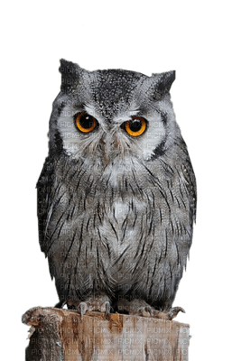 Owls - Free PNG