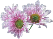 Fleurs - Nemokamas animacinis gif