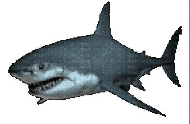 shark bp - GIF animé gratuit