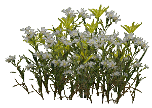 fleur blanche.Cheyenne63 - GIF animado gratis