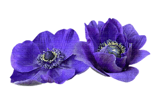dolceluna flowers blue purple - png grátis
