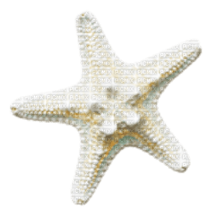 starfish Bb2 - png grátis