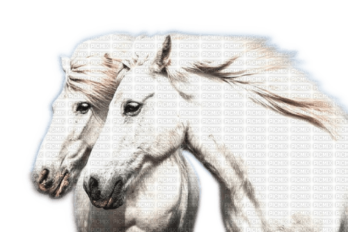 Rena white Horses weiße Pferde Animals - png ฟรี