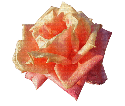 ruusu, rose, kukka, fleur, flower - zadarmo png