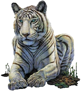 tigre blanc - Gratis animerad GIF