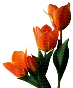 Kaz_Creations Deco Flowers Tulips Flower - фрее пнг