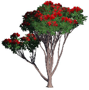 tree - Δωρεάν κινούμενο GIF