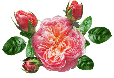 rose, ruusu, kukka, fleur, flower - Free PNG