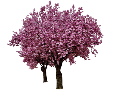 spring printemps frühling primavera весна wiosna  arbre baum tree  garden jardin tube deco purple - PNG gratuit