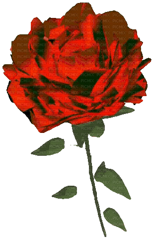 red rose - Darmowy animowany GIF