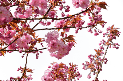 cherry blossom, kirsikankukka - gratis png