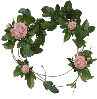 flowers-blomma-rosa - безплатен png