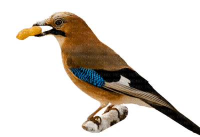 bird-fågel-deco - бесплатно png