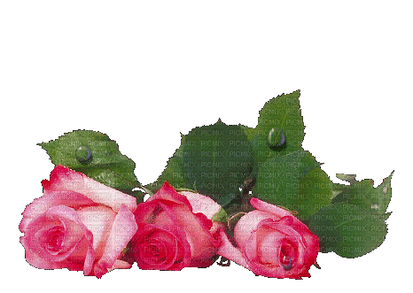 Fleurs.Roses.Flowers.Pink.Victoriabea - Бесплатный анимированный гифка