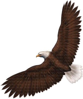 eagle bp - nemokama png