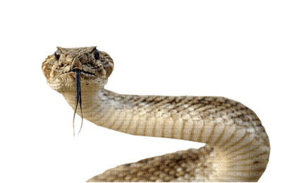 Kaz_Creations Snakes Snake - zdarma png