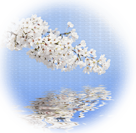 Sakura Blossom - ücretsiz png