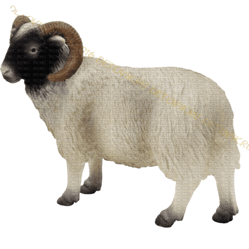 får-djur--sheep--animal - gratis png