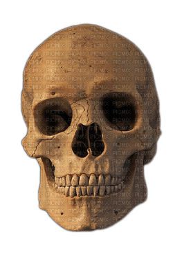 Kaz_Creations Skull - 免费PNG