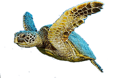 kilpikonna, turtle - PNG gratuit