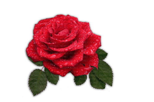 kikkapink red rose flower spring deco - PNG gratuit