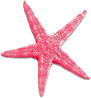 soave deco summer scrap starfish pink - gratis png