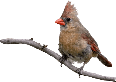 bird - PNG gratuit