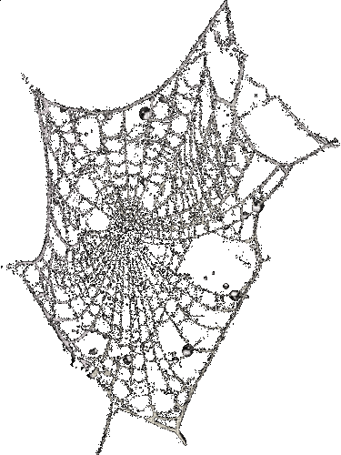 toile d'araignée gif - Безплатен анимиран GIF
