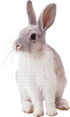 Kaz_Creations Rabbit - png gratuito