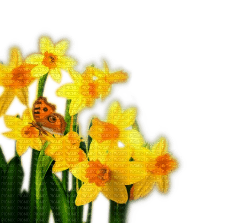 Rena Narzissen Flowers Deco - kostenlos png
