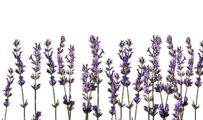 lavender flower - png ฟรี