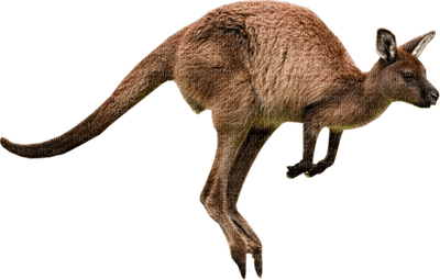 kangourou gif Adam64 animation, animal, - Free PNG