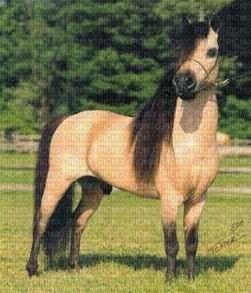 chevaux - zadarmo png