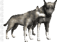 loups chiens/HD - GIF animé gratuit