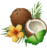 noix de coco-coconut-île-exotique - GIF animé gratuit