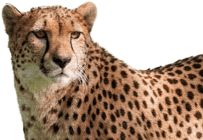 cheetah bp - nemokama png