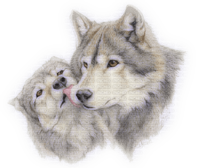 Kaz_Creations Wolves Wolf - zadarmo png