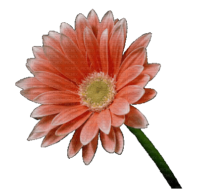 Flowers dm19 - Darmowy animowany GIF
